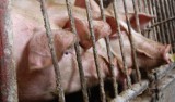 Inspekcja Weterynaryjna nie da już rady zwalczać afrykańskiego pomoru świń 