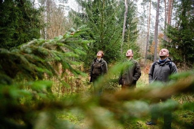 20.11.2019 torun poszukiwania choinki nowosci w nadlesnictwie golub-dobrzyn las choinka fot. jacek smarz / polska press