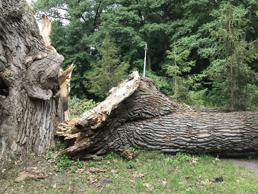 Jedno z najstarszych i największych drzew w Słupsku pocięte