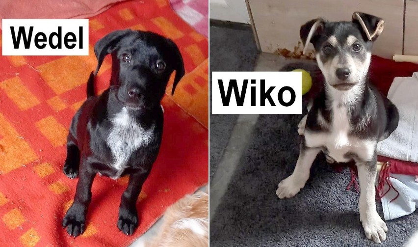 Wedel i Wiko - 3,5 miesięczne szczeniaki szukają nowych...