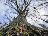 Wielki dąb pierwszą ofiarą kolejnego etapu budowy ringu w Słupsku. Do wycięcia ponad pięć tysięcy drzew