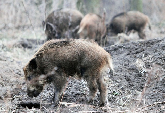 Afrykański pomór świń (ASF) jest zakaźną i wysoce zaraźliwą chorobą wirusową świń domowych i dzików. Choroba nie jest niebezpieczna dla człowieka, ponieważ ludzie nie zarażają się wirusem ASF