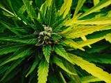 Fabryka marihuany na Mazowszu zlikwidowana. Policja znalazła tam 14 kg ziela konopi