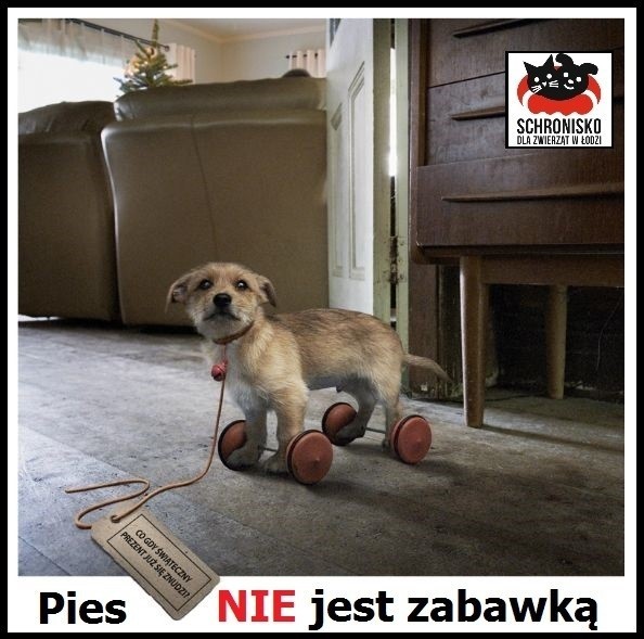 Łódź: "Pies to nie zabawka", czyli głośne "NIE" dla żywych prezentów