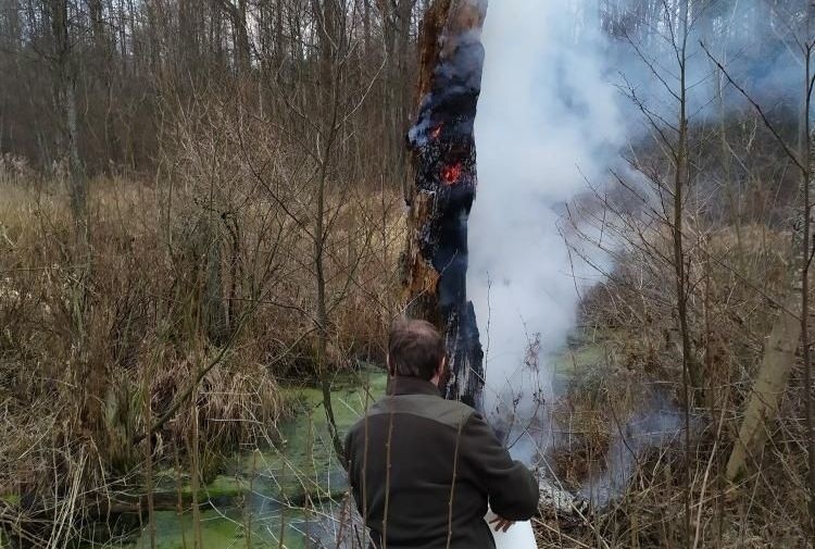 Nadleśnictwo Hajnówka. Ktoś bezmyślnie podpalił starą wierzbę (zdjęcia)