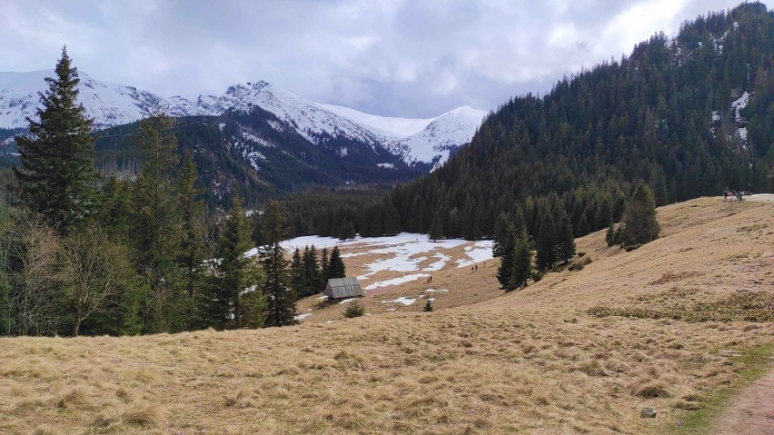 Krokus na Polanie Kalatówki w Tatrach