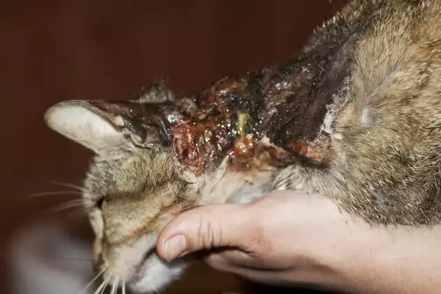 Kot Romuś z Wojsławic został oblany kwasem, być może oskórowany?