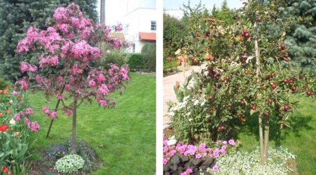 Od lewej: Rajska jabłoń wiosną... i w sierpniu.