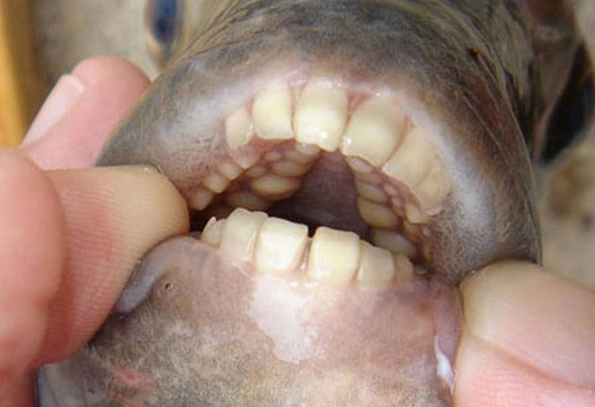 Pacu - ryba znana jako "obcinaczka jąder" - znaleziona w wodach Sekwany [ZDJĘCIA] 