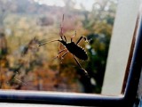 Tak wygląda wtyk amerykański - śmierdzący owad wciska się teraz do domów i mieszkań