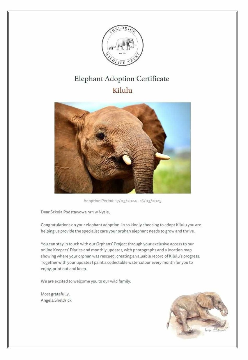 Uczniowie z nyskiej szkoły podstawowej adoptowali słonia - sierotę w Kenii. I są tym zachwyceni