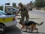 Nasi żołnierze w Afganistanie: Iwo szukał bomb (zdjęcia)