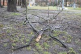 Kraków. Na jadące samochody wywróciło się drzewo. Uwaga na wichury