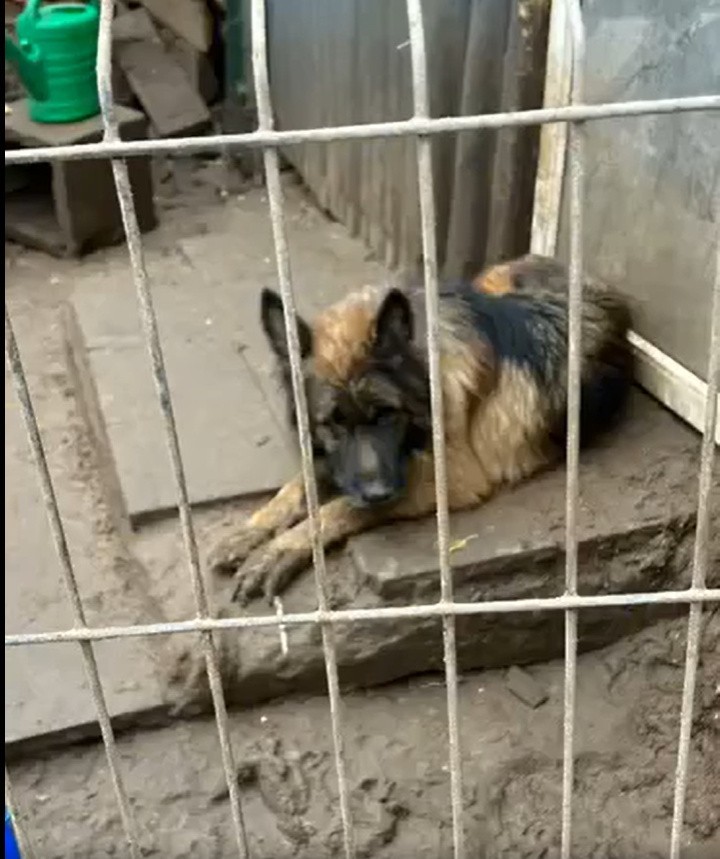 Dramatyczna interwencja na terenie hodowli psów w Odolionie. Zobaczcie zdjęcia!