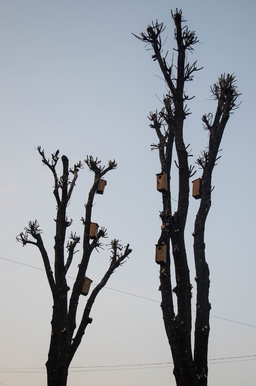 Przycinka drzew w Bielsku Podlaskim. Zgodna z prawem i obowiązującymi normami? [ZDJĘCIA]