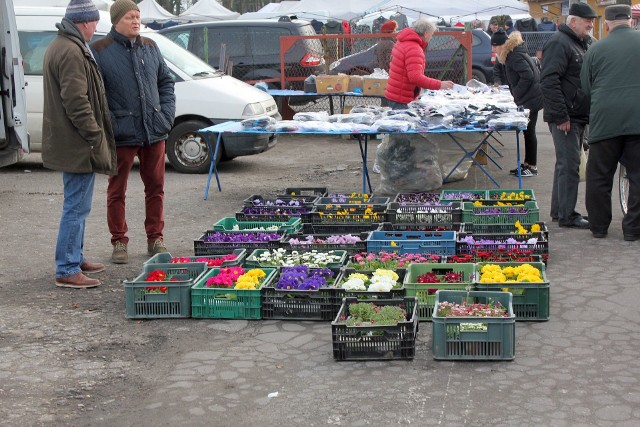 Popularne rośliny ogrodowe oferuje na inowrocławskim targowisku m.in. Andrzej Idziak