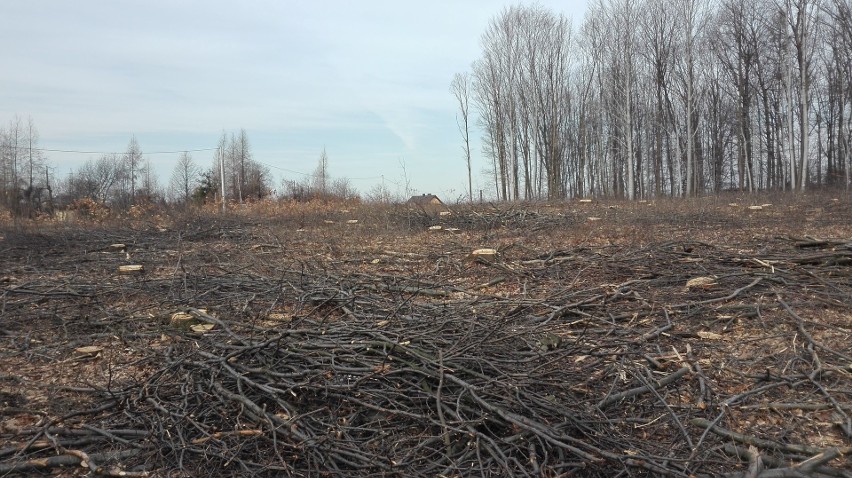 Wycinają 21 hektarów lasu pod budowę drogi Racibórz Pszczyna