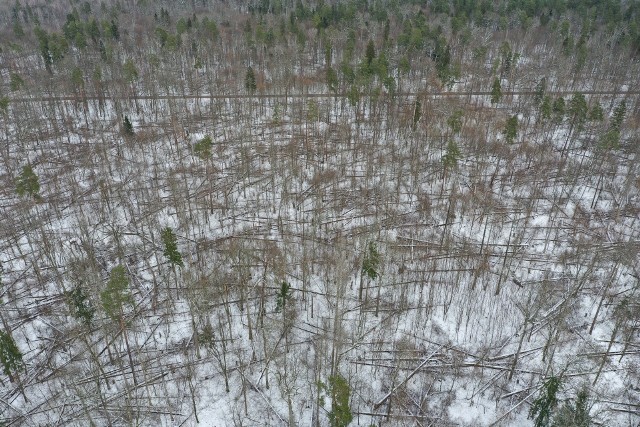 Setki suchych drzew leżących i jeszcze stojących, ale grożących powaleniem, to widok jaki można zobaczyć w wielu miejscach Puszczy Białowieskiej.
