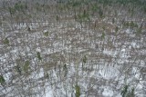 Suche drewno pozostanie w Puszczy Białowieskiej. Sąd oddalił wniosek Lasów Państwowych. Zobacz zdjęcia zniszczeń