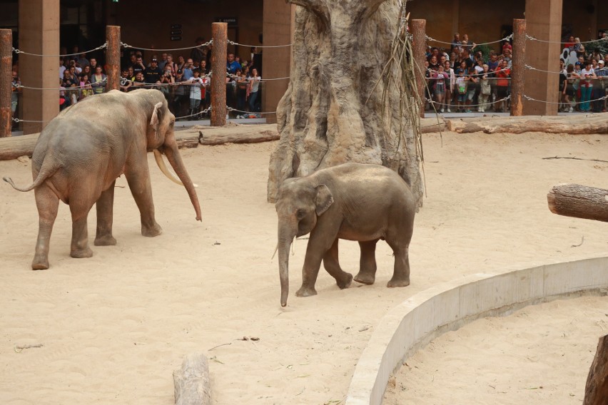 Nowy lokator słoniarni w łódzkim zoo oswaja się z nowym otoczeniem