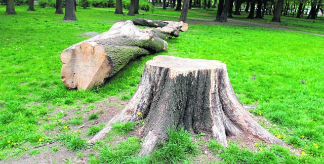 Nowe drzewka zostaną w większości zasadzone w ramach tak zwanych nasadzeń zastępczych, które są następstwem ubiegłorocznych wycinek w parkach i na skwerach miejskich.