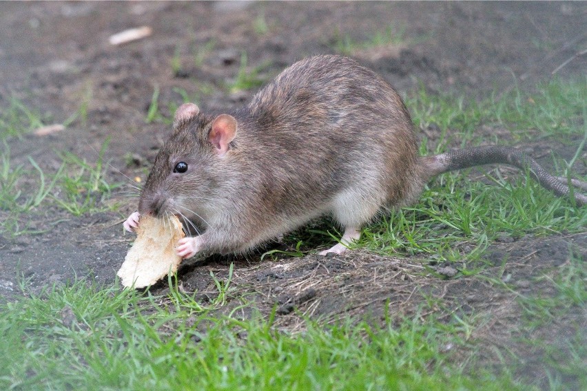 Plaga szczurów w blokach na Gądowie. Wchodzą do mieszkań