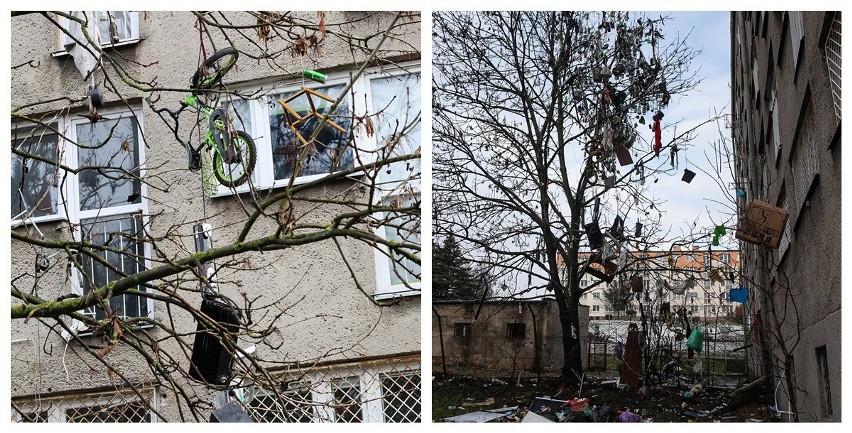 Takie drzewo znajduje się przy ul. Komuny Paryskiej w...