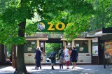 Poznańskie zoo zamknięte na dłużej przez trudną sytuację epidemiologiczną oraz braki kadrowe