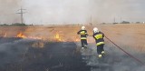 Duży pożar pod Wrocławiem. Spłonęły 4 hektary (ZDJĘCIA)