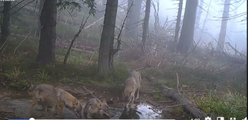 Trzy wilki kąpią się w kałuży w Beskidach. Złapała je fotopułapka w Babiogórskim Parku Narodowym. Film robi furorę w internecie WIDEO