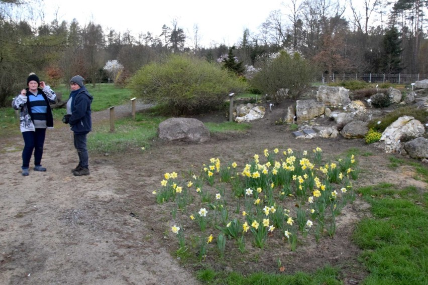 Arboretum w Marculach zachwyca na wiosnę. Zobacz niezwykłe rośliny, które się tam znajdują (ZDJĘCIA)