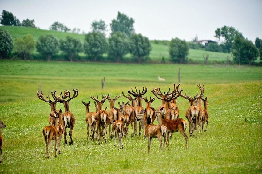 A to mieszkańcy terenów zagospodarowanych pod safarii przez...