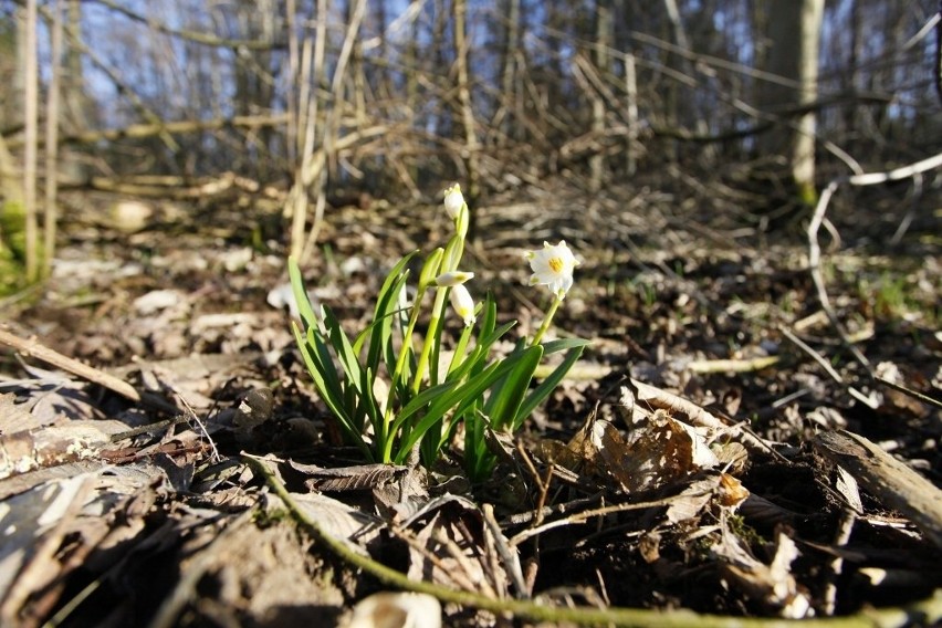 W Śnieżycowym Jarze biało od śnieżyc wiosennych