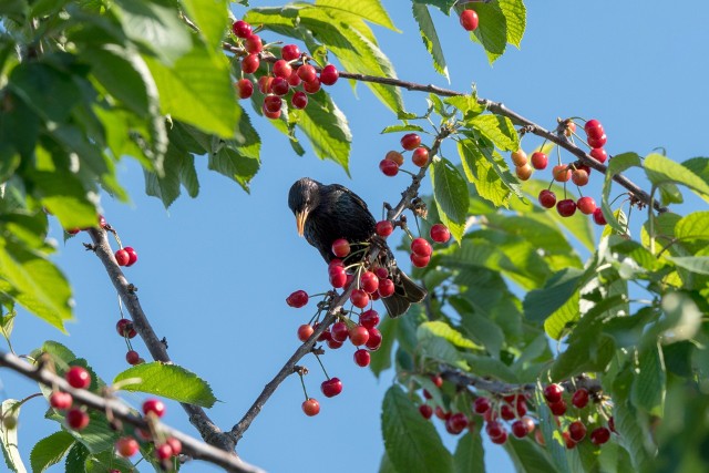 Wiele ptaków uwielbia owoce, dlatego trzeba chronić drzewa i krzewy, aby ptasi złodzieje się do nich nie dobrali.