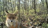 Wielkopolska: Fantastyczne zwierzęta w naszych lasach. Zobacz, co uchwyciły fotopułapki [ZDJĘCIA, FILM]