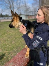 Policja w Łodzi ma nowego funkcjonariusza. To owczarek niemiecki Semafor. Będzie tropił przestępców i zabezpieczał mecze piłkarskie