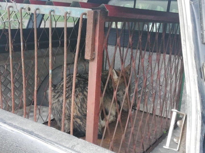 Samochód potrącił młodego wilka. Ranne zwierzę trafi do Ośrodka Rehabilitacji Zwierząt w Nadleśnictwie Olsztynek [ZDJĘCIA]