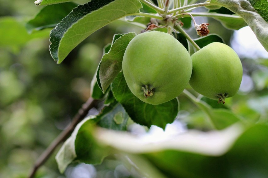 Badania sugerują, że ocet jabłkowy może pomóc w regulacji...