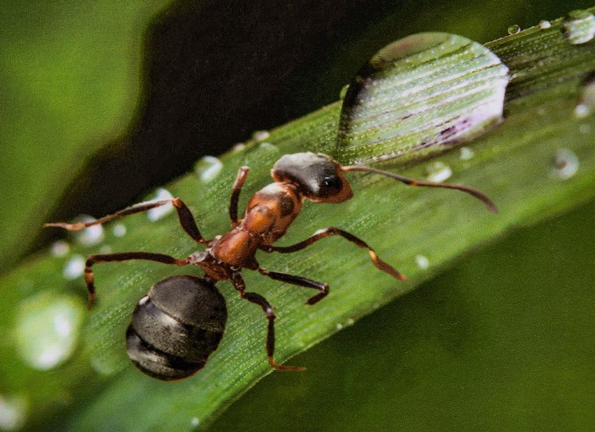 Przyroda w Ogrodzie Botanicznym w Zielonej Górze.