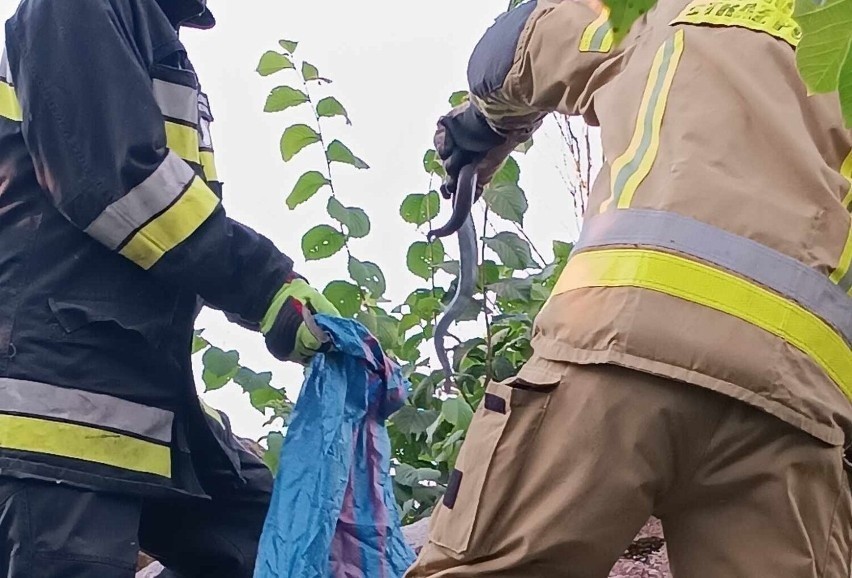 Strażacy usuwają żmije z ich legowiska w Kłodzinie