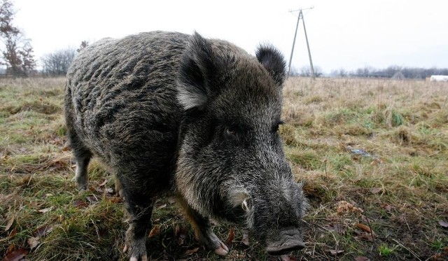 Ostatni przypadek  ASF stwierdzono w prywatnej hodowli świniodzików