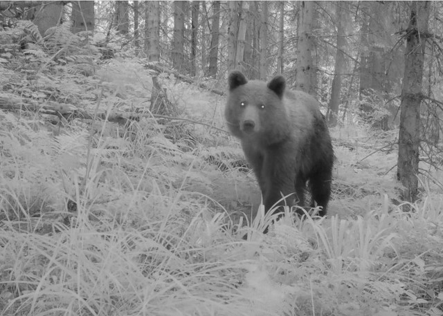 Niedźwiedzie nagrane przez foto pułapki zastawione w Beskidzie Żywieckim przez członków Stowarzyszenia dla Natury "Wilk"