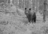 Niedźwiedź zauważony w Dolinie Zimnika w Beskidach. Mógł go obudzić huk petardy