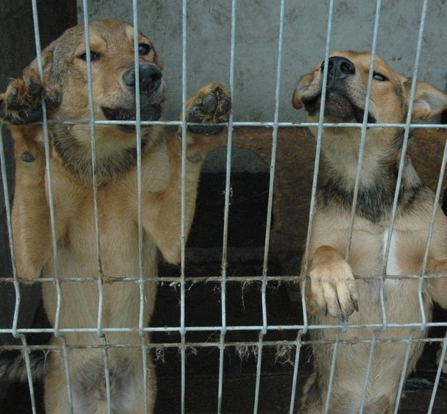 Warunki, w jakich mieszkają psy obok Famaby nie należą do najlepszych. Ostatnio jeden z pisaków Pulpet (z lewej) został zagryziony.