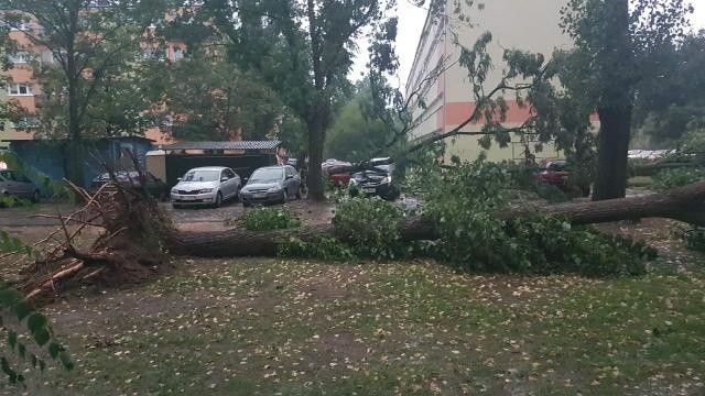 Burza w Łodzi. Nawałnica nad Łodzią. Powalone drzewa, gałęzie na drogach, zalane ulice [ZDJĘCIA]