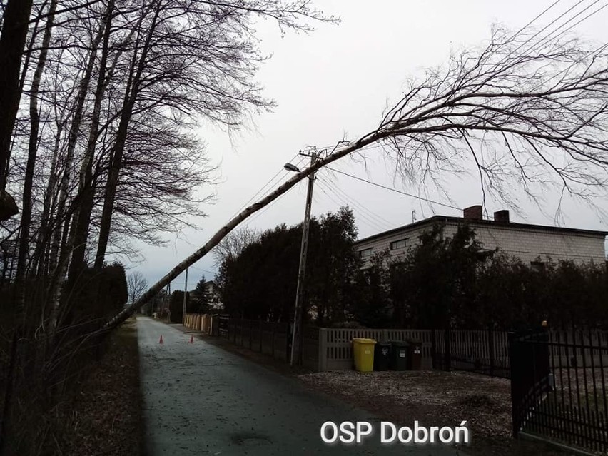 Na ulicy Łagiewnickiej drzewo spadło na samochód - ranny kierowca ZDJĘCIA