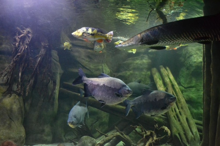 Rekord odwiedzin w palmiarni w Gliwicach w 2016 r. A w akwariach są nowe egzotyczne ryby [ZDJĘCIA]
