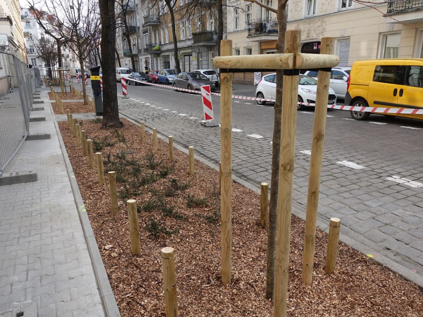 Na ul. Sikorskiego sadzone są teraz krzewy i pięć drzew;...