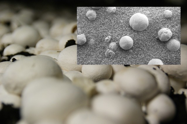 Czy na Marsie moga rosnąć grzyby podobne do tych na Ziemi?