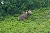 Przyrodnicy szukają niedźwiedzia, który pogonił turystów w Dolinie Jaworzynki. Obawiają się, że incydent może się powtórzyć